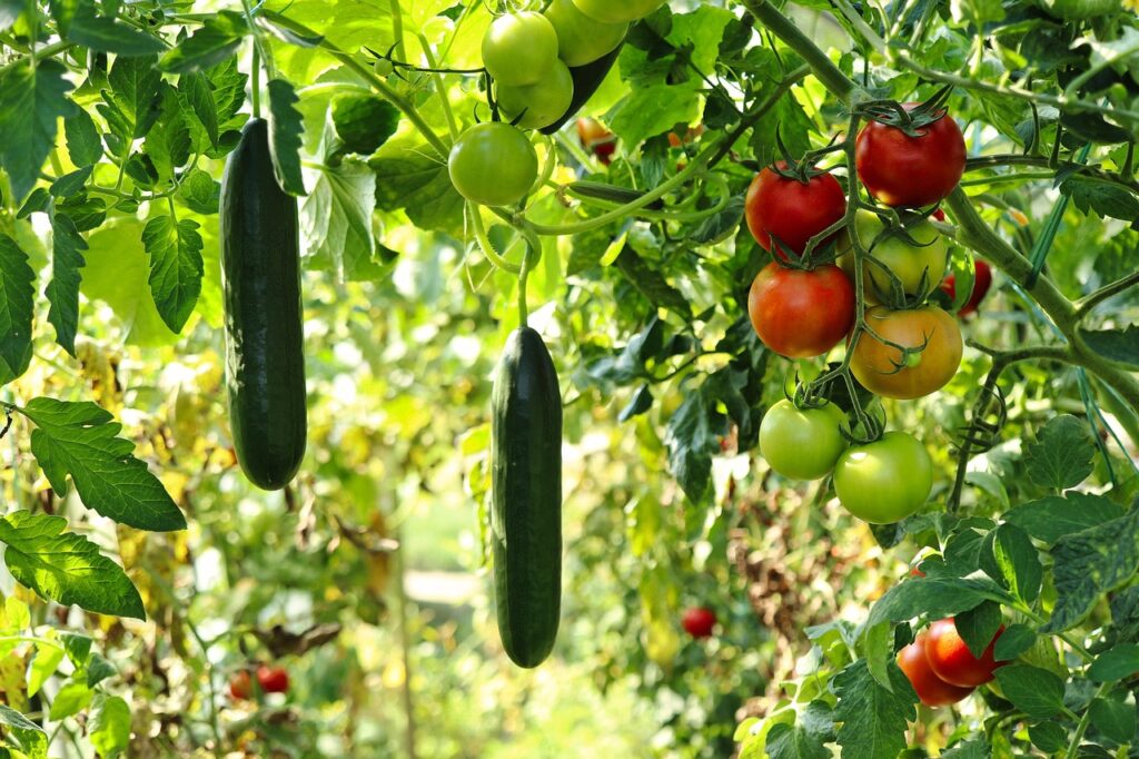 cucumber plant, tomato plant, vegetable garden, nature, gardening, horticulture, plants, vegetables